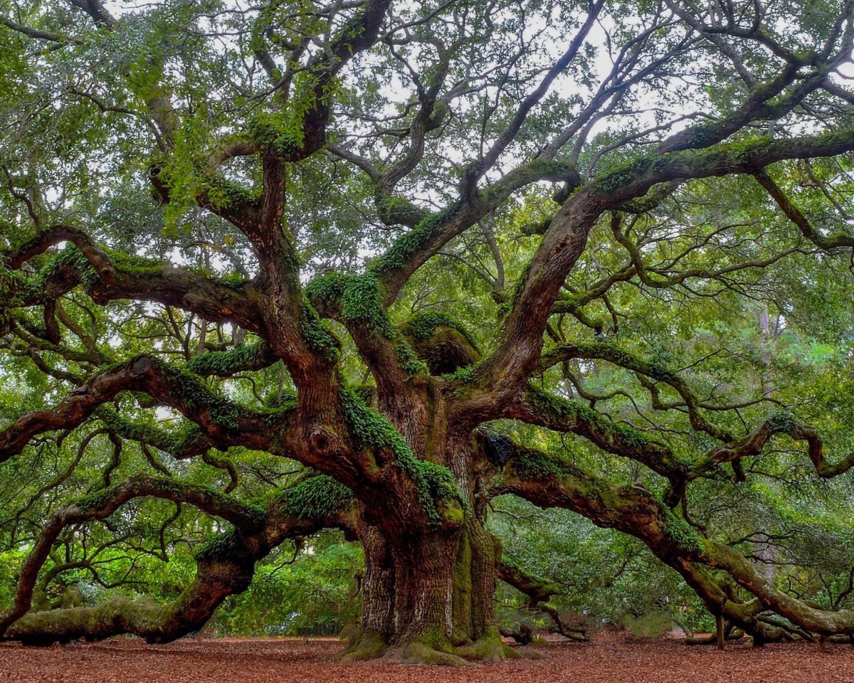 The+Angel+Oak+Tree+claims+to+be+the+oldest+living+tree+east+of+the+Mississippi.+Photo+by+Andrew+Shelley+%2F+Unsplash