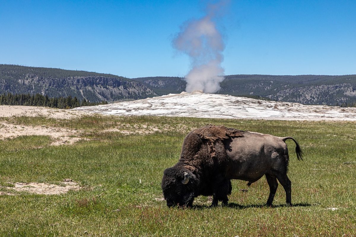 Grazing bison between grandstands and Old Faithful Geyser in Yellowstone National Park, Wyoming. Photo by Dietmar Rabich / Wikimedia Commons